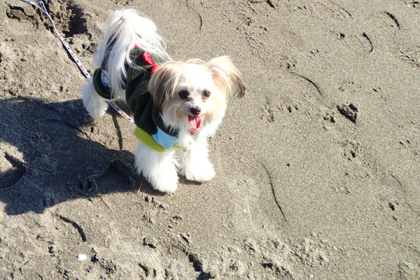 ２代目犬・ふわり