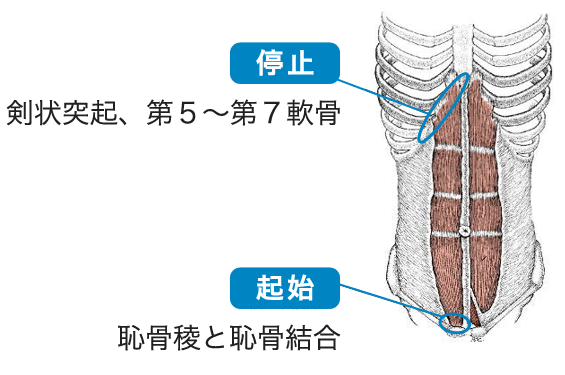 腹直筋